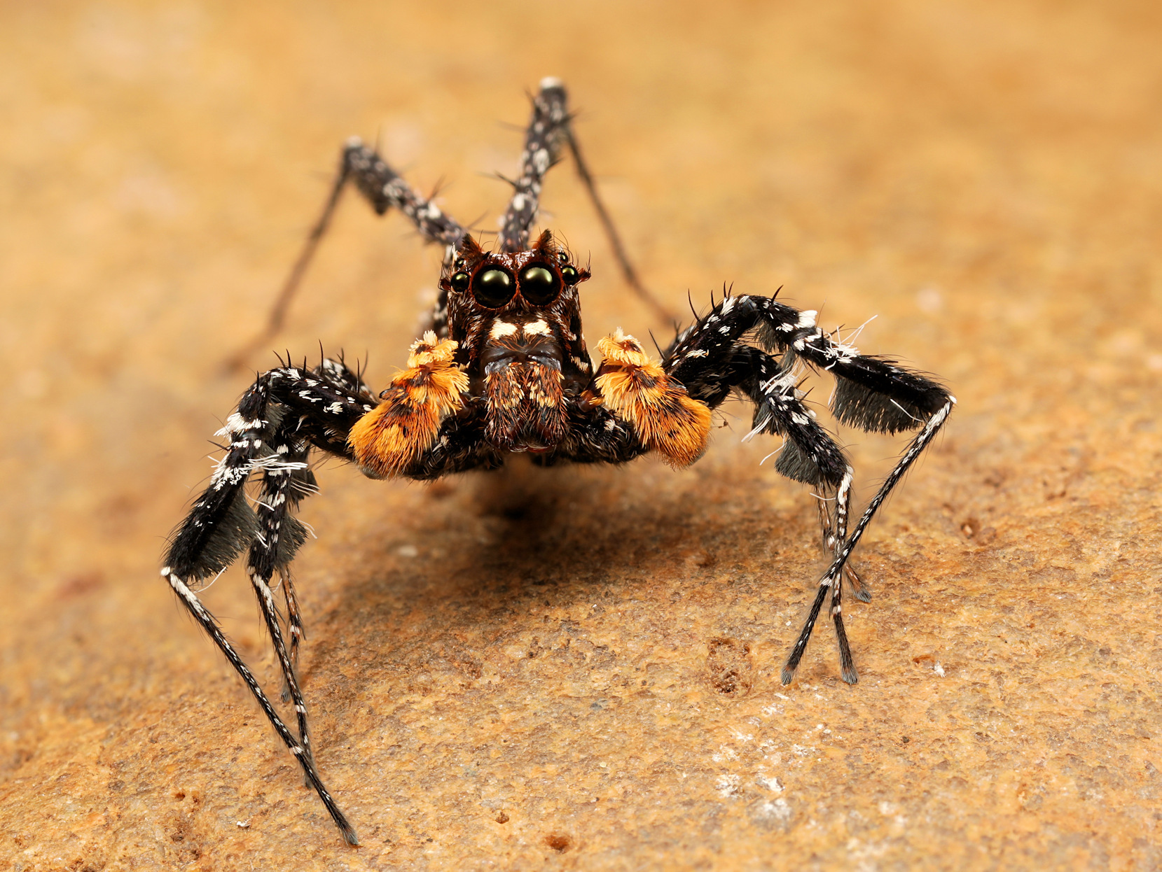Portia schultzi jumping spider on a branch