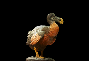 dodo-small